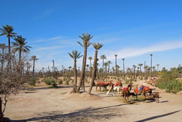 Palmeries - 5 Day Cultural & Adventure Experience in Marrakech